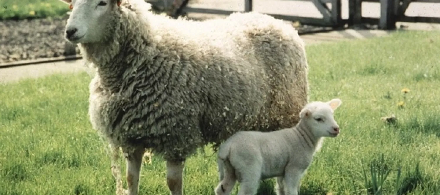Frosty the lamb and mother sheep