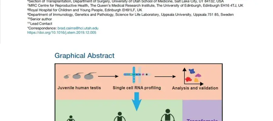 The dynamic transcriptional cell atlas of testis development during human puberty