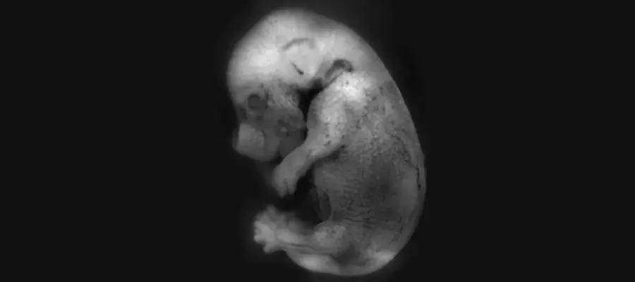 Mouse fetus