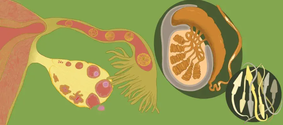 Artistic representaion on sperm, testes, fallopian tube and ovary