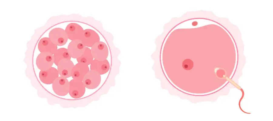 different stages of egg fertilisation
