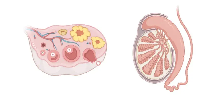 ovary and testes anatomical graphic