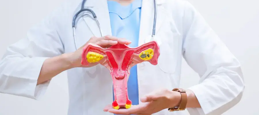 doctor holding a uterus model