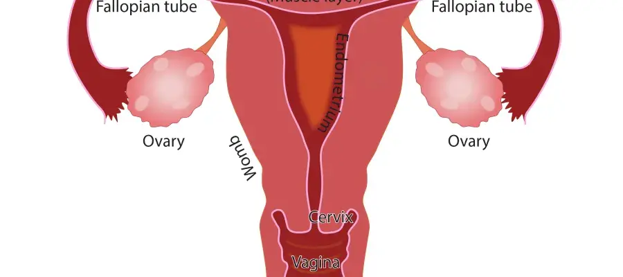 What is menstruation panel image