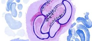 Microscopy illustration