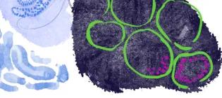 Microscopy illustration