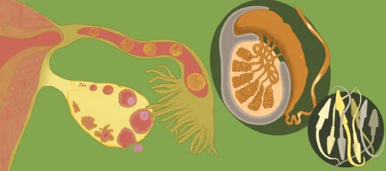 Artistic representaion on sperm, testes, fallopian tube and ovary