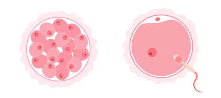 different stages of egg fertilisation
