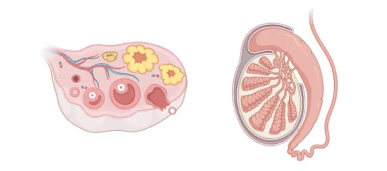 ovary and testes anatomical graphic