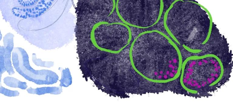 Microscopy illustration