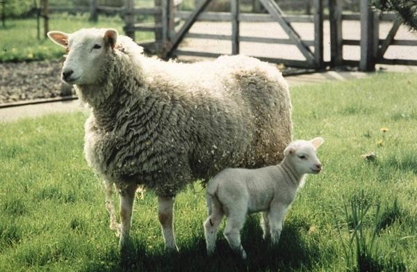 Frosty the lamb and mother sheep