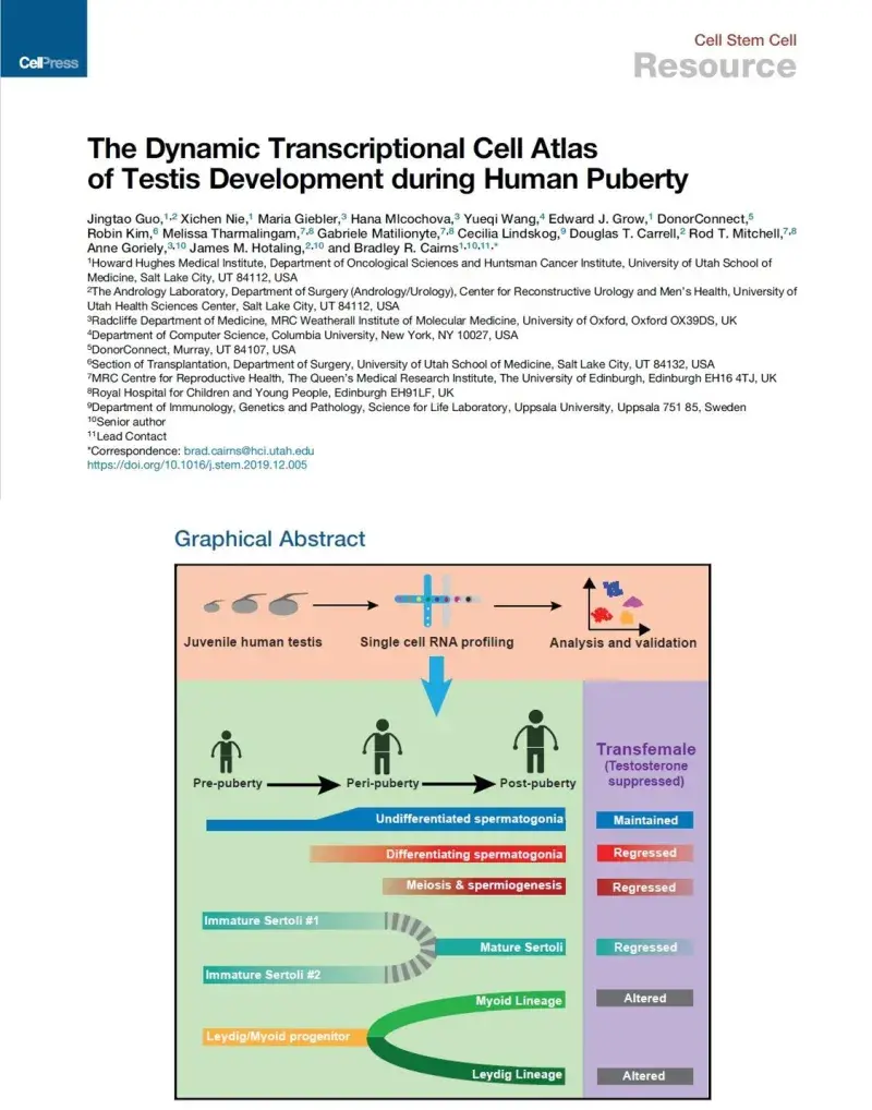 The dynamic transcriptional cell atlas of testis development during human puberty
