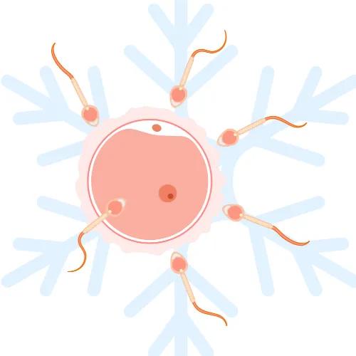 sperm entering egg in front of snowflake