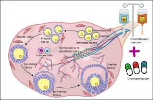 Rosario infographic for ovvarian oocyte production