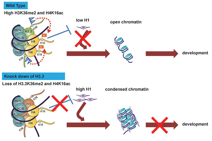 Pre-implantation embryonic development in mouse models.