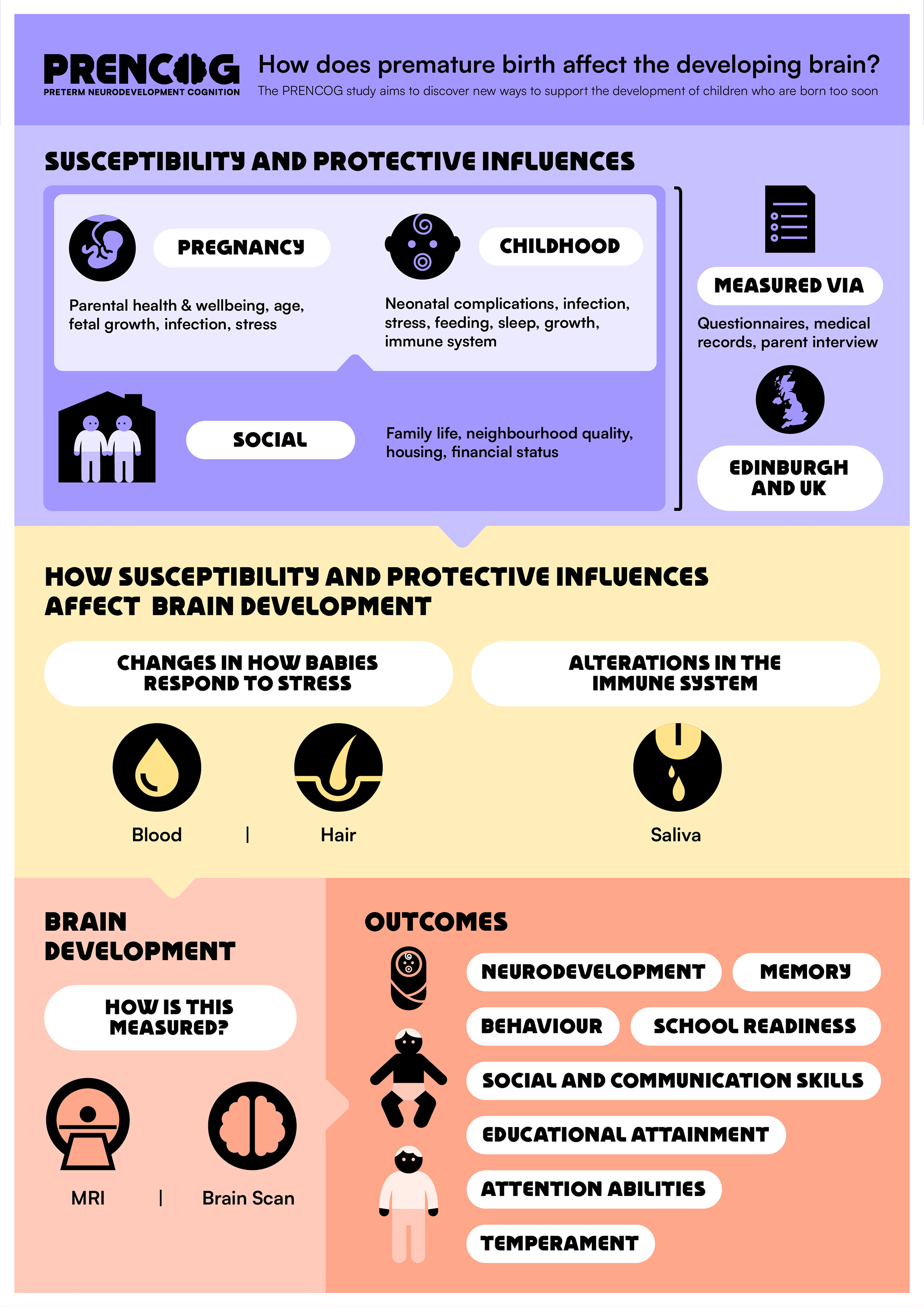 Infographic describing how does premature birth affect the developing brain