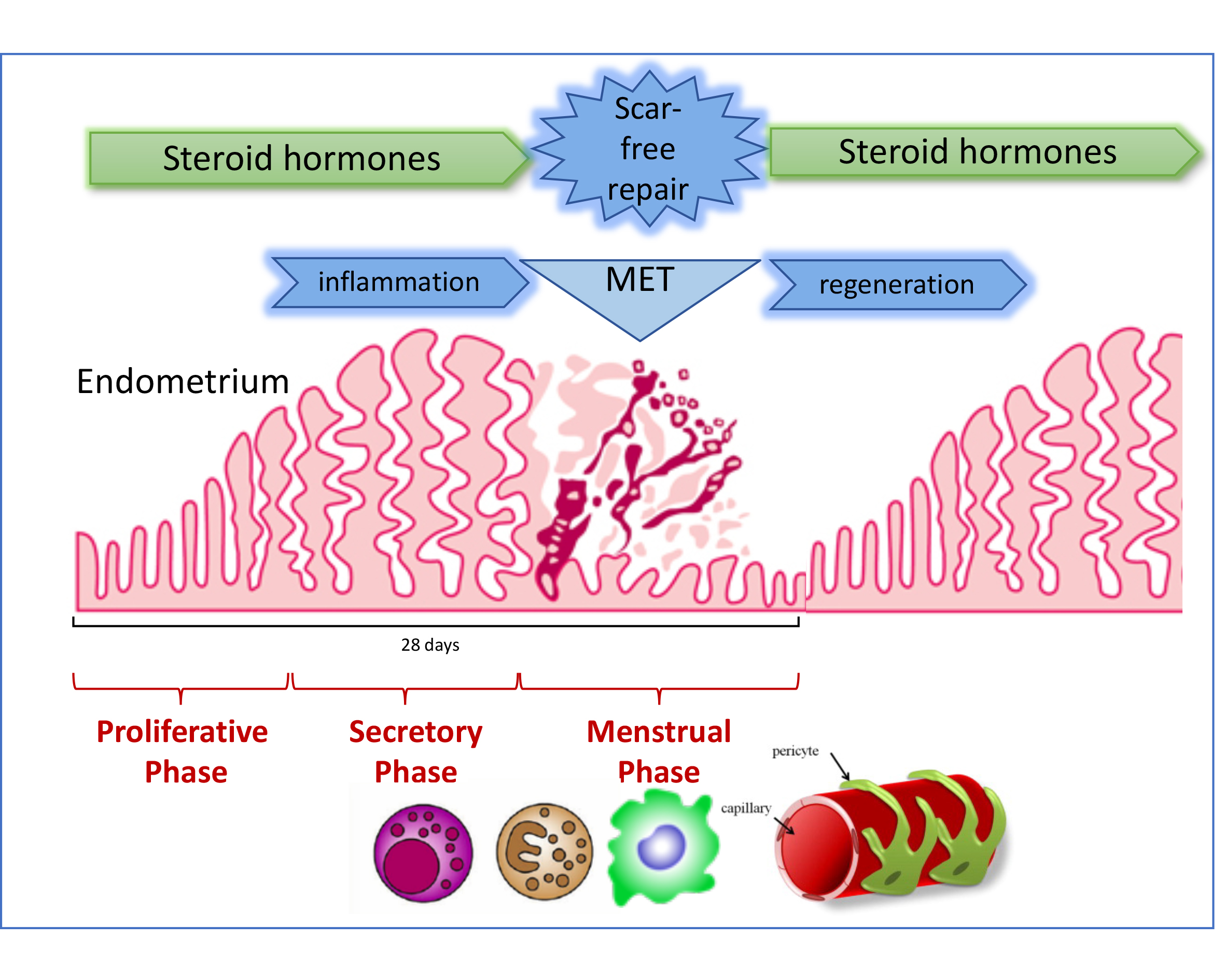 Graphical representation of endometrial wound repair