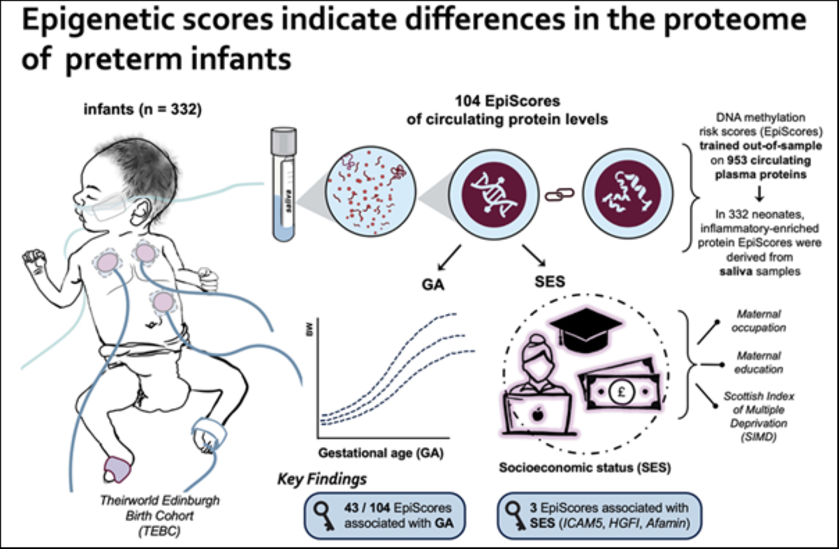 Infographic on epigenetic scores in preterm infants